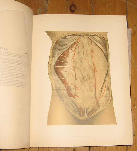 Image for Regional Anatomy in Its Relation to Medicine and Surgery. Vol. II. Third Edition